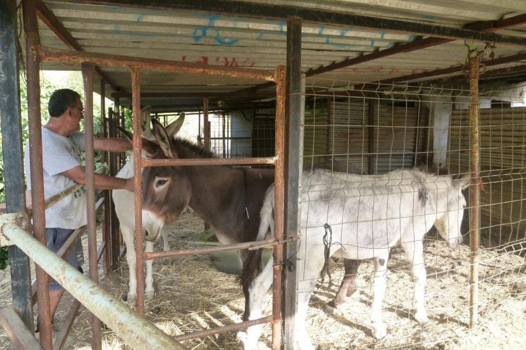 Finca Los Burros Tolatán Dış mekan fotoğraf