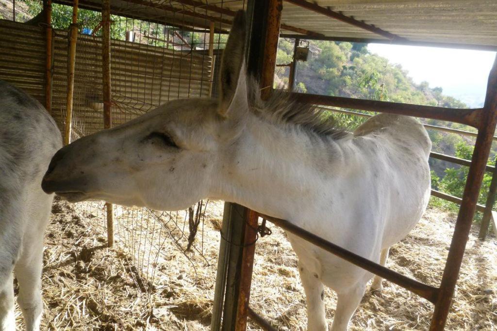 Finca Los Burros Tolatán Dış mekan fotoğraf